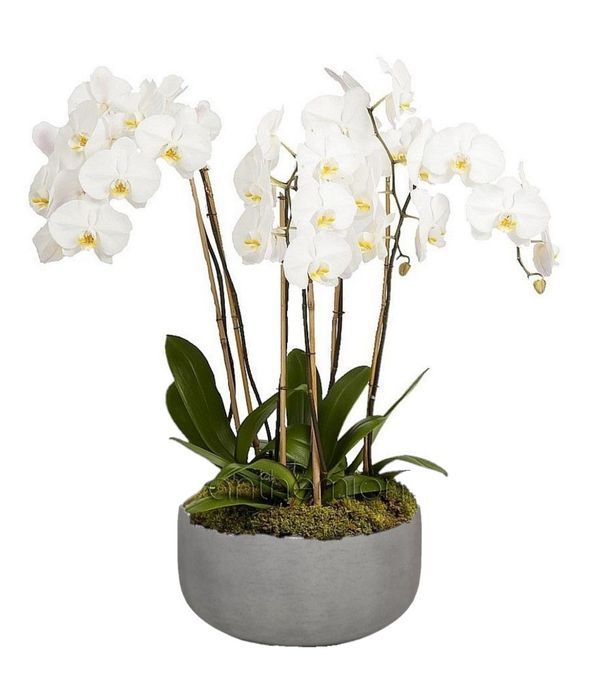 White Phalaenopsis orchid arrangement