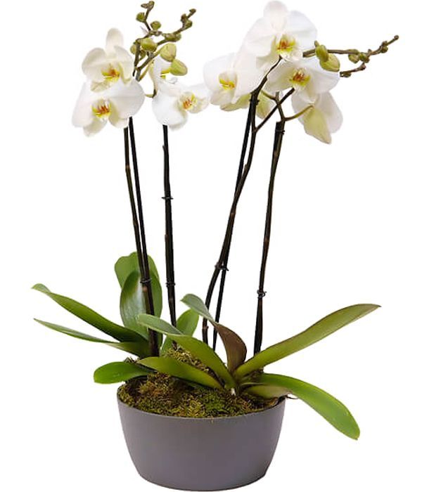 Sublime white orchid arrangement