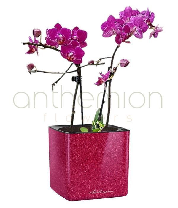 Mini orchid in fuchsia glossy self watering pot