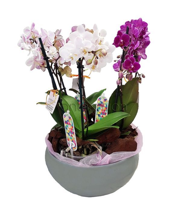 Wonderful colorful orchids placed on a ceramic bowl