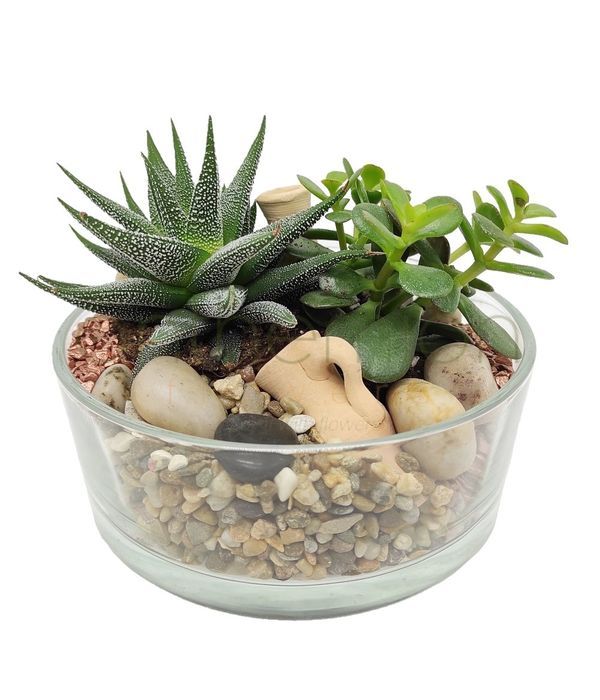 Succulents in a glass bowl
