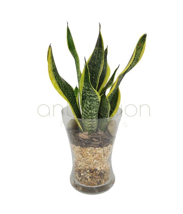 Sansevieria in glass vase