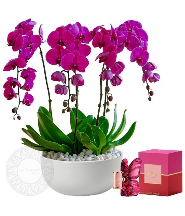 Σύνθεση με φούξια ορχιδέες και άρωμα La Bomba Eau de Parfum 30ml