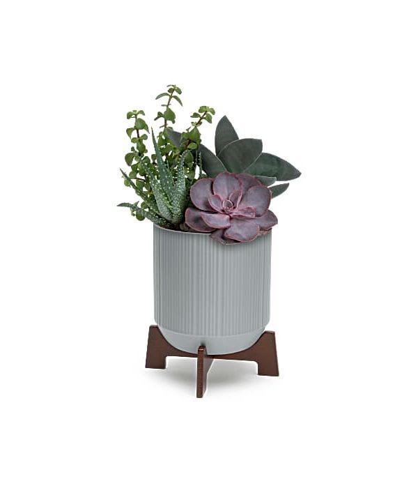 succulents in a composition for America