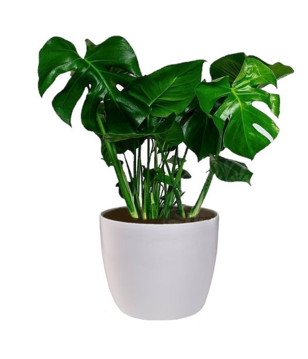 Μονστέρα σε γλάστρα go green