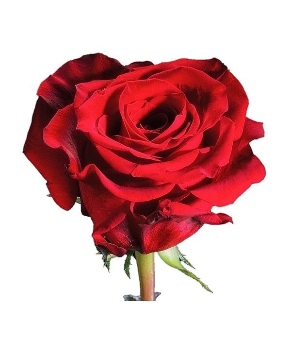 Gorgeous red imported roses by stem