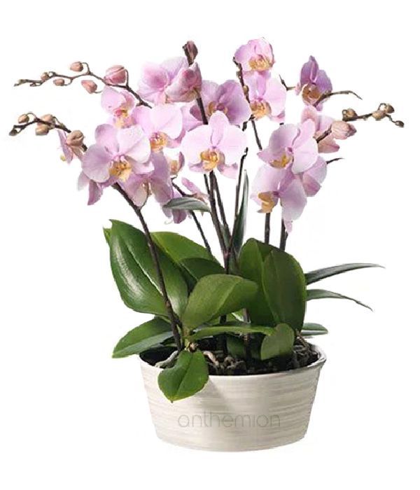 Pink orchid plant arrangement