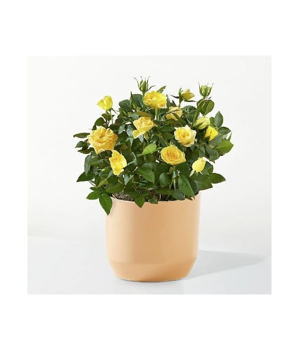 Yellow mini rose plant