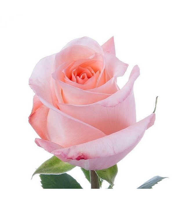 Pink Roses by stem
