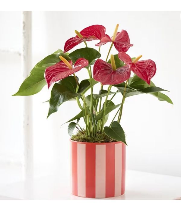 same-day-delivery-plant-to-UK-anthemionflowers