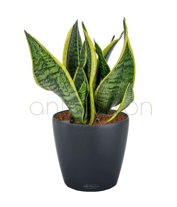 Sansevieria in a charming self watering pot