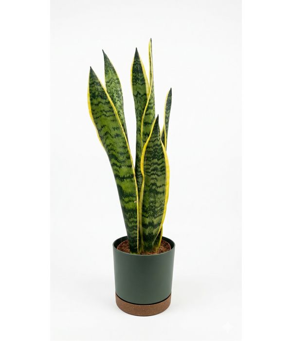 fyto-glosa-tis-petheras-prasino-fyto-sansiveria