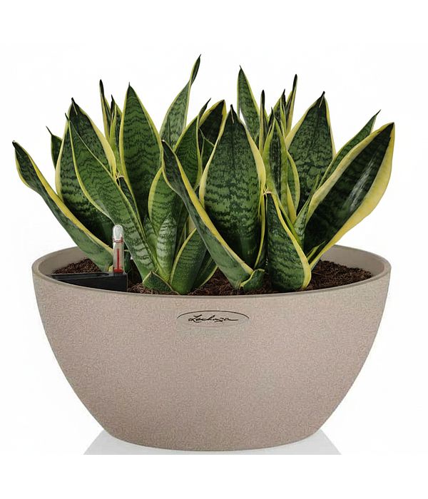 sansiveriew-fyta-synthesi-autopotizomeni-glastra-lechuza-anthemionflowers