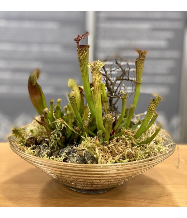 Sarracenia is one of the most popular carnivorous ornamental plants in a glass bowl.