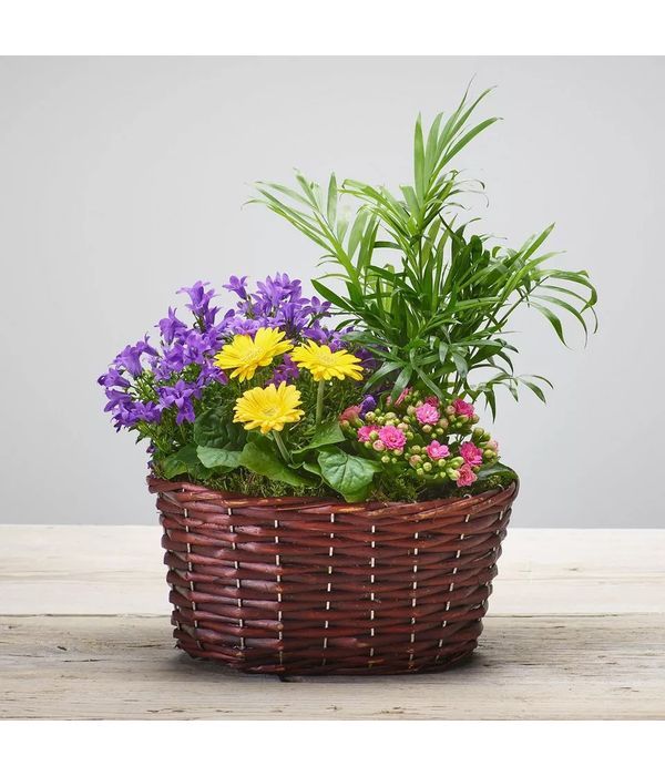 Vibrant Planted Basket with flowering plants. NEXT DAY DELIVERY