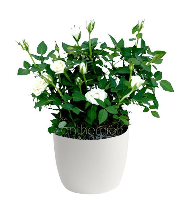 Potted white mini rose plant