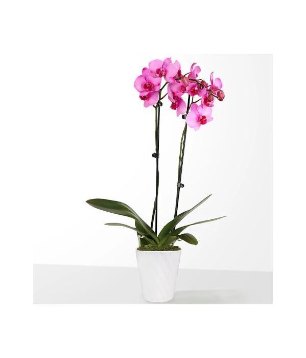 Pink miniature double stem orchid 