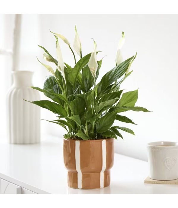 send-plant-to-UK-same-day