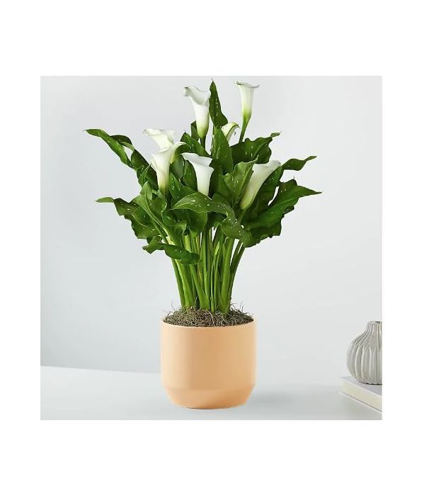 Classic White Calla Lily