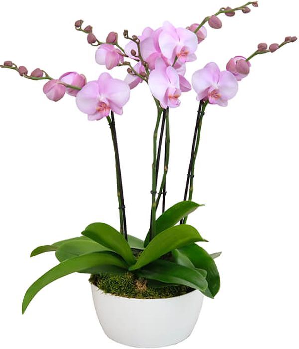 Sublime pink orchid arrangement