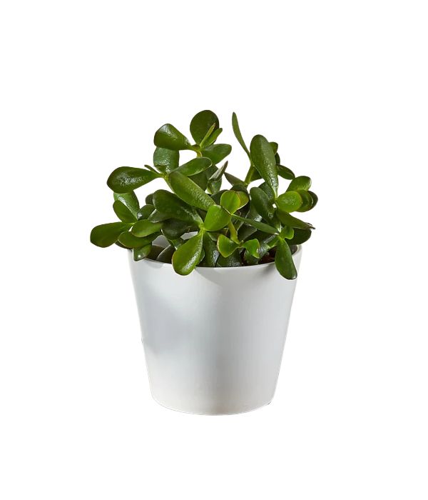 Jade succulent plant