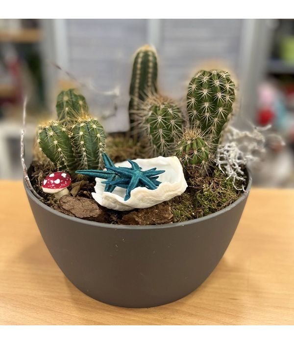 Cactus arrangement in a bowl