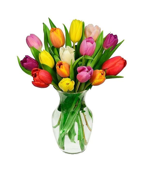 15 colorful tulips in a bouquet | WITHOUT VASE