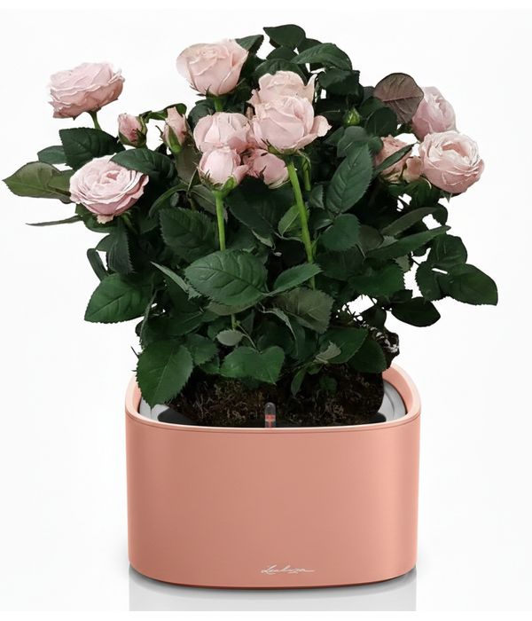 triantafillies-roz-lechuza-pot-anthemionflowers