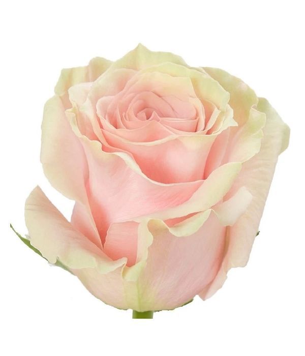 Ροζ Τριαντάφυλλα Εισαγωγής ανά τεμάχιο