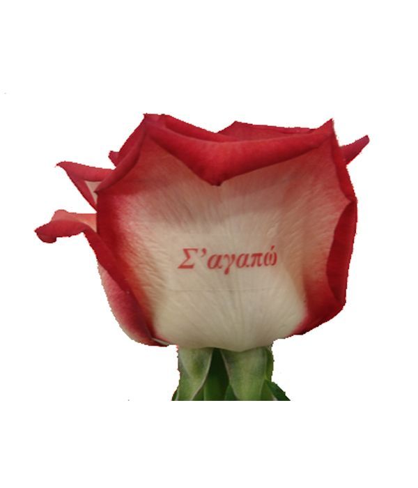 triantafyllo-sagapo-apostoli-anthopolio