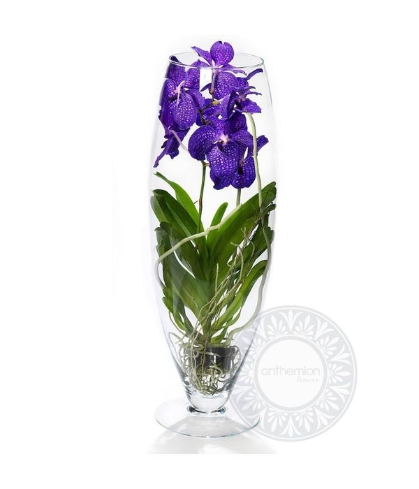 Vanda orchid in glass vase