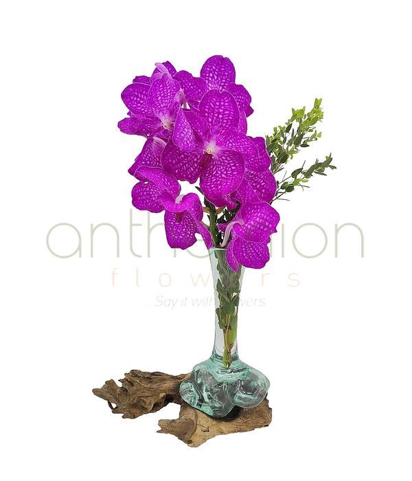 Vanda orchid in glass vase on wooden base