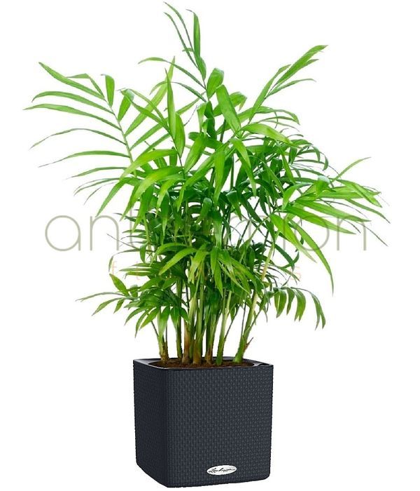 Green plant in a self watering pot