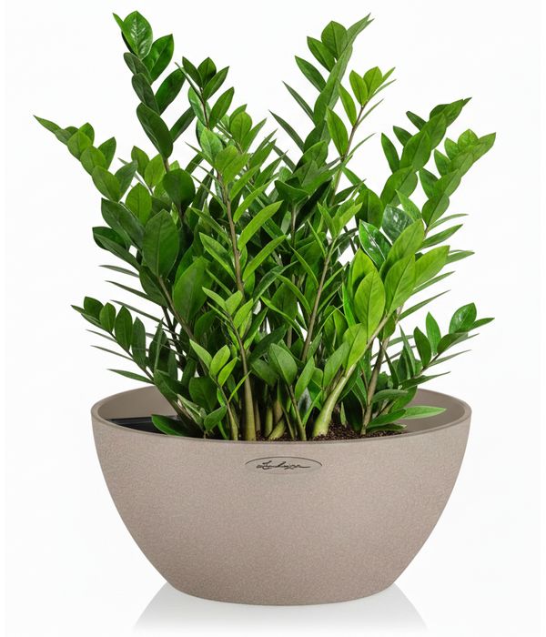 zamia-fyto-lechuza-anthemionflowers