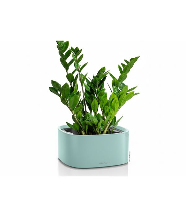 zamia-fyto-lechuza-glastres-anthemionflowers