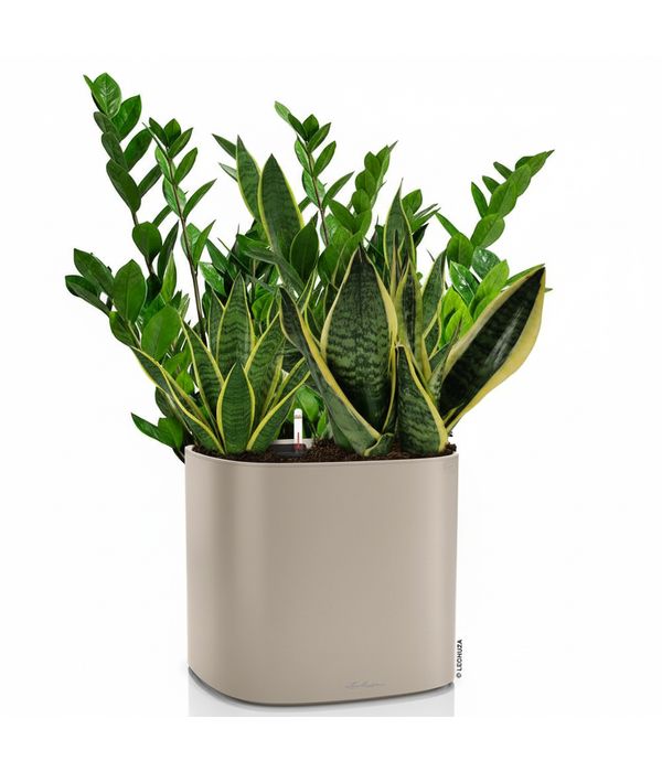 zamia-sansiveria-lechuza-anthemionflowers