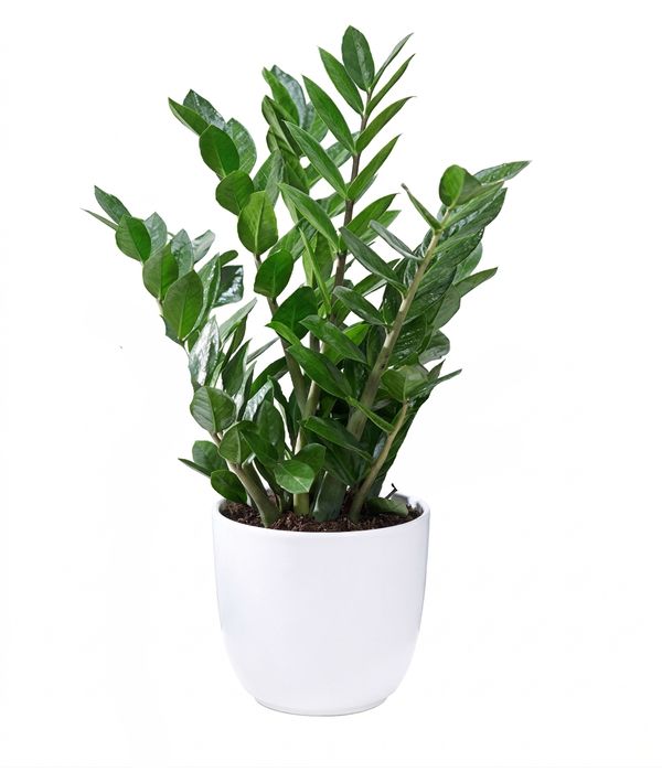 Zamia-ZZ-plant-me gyalistera-prasina-fylla-glastra
