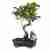 Mini bonsai