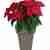 Poinsettia in a tall pot