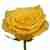 Yellow Bikini Roses by stem