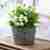Chic whites planter. NEXT DAY DELIVERY