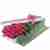 Everlasting Love, box of 24 Pink Roses