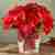 Festive Poinsettia Plant