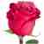 Fuchsia Roses by stem