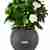 Mini Gardenia in self watering ball (choose pot color)