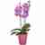 Lilac Orchid Phalaenopsis plant