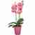 Pink orchid plant Phalaenopsis