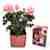 Body care gift set and pink rose tree