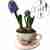 Fragrant Hyacinth in Ceramic Cup | Color selection