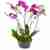 Send today orchid arrangement to Germany